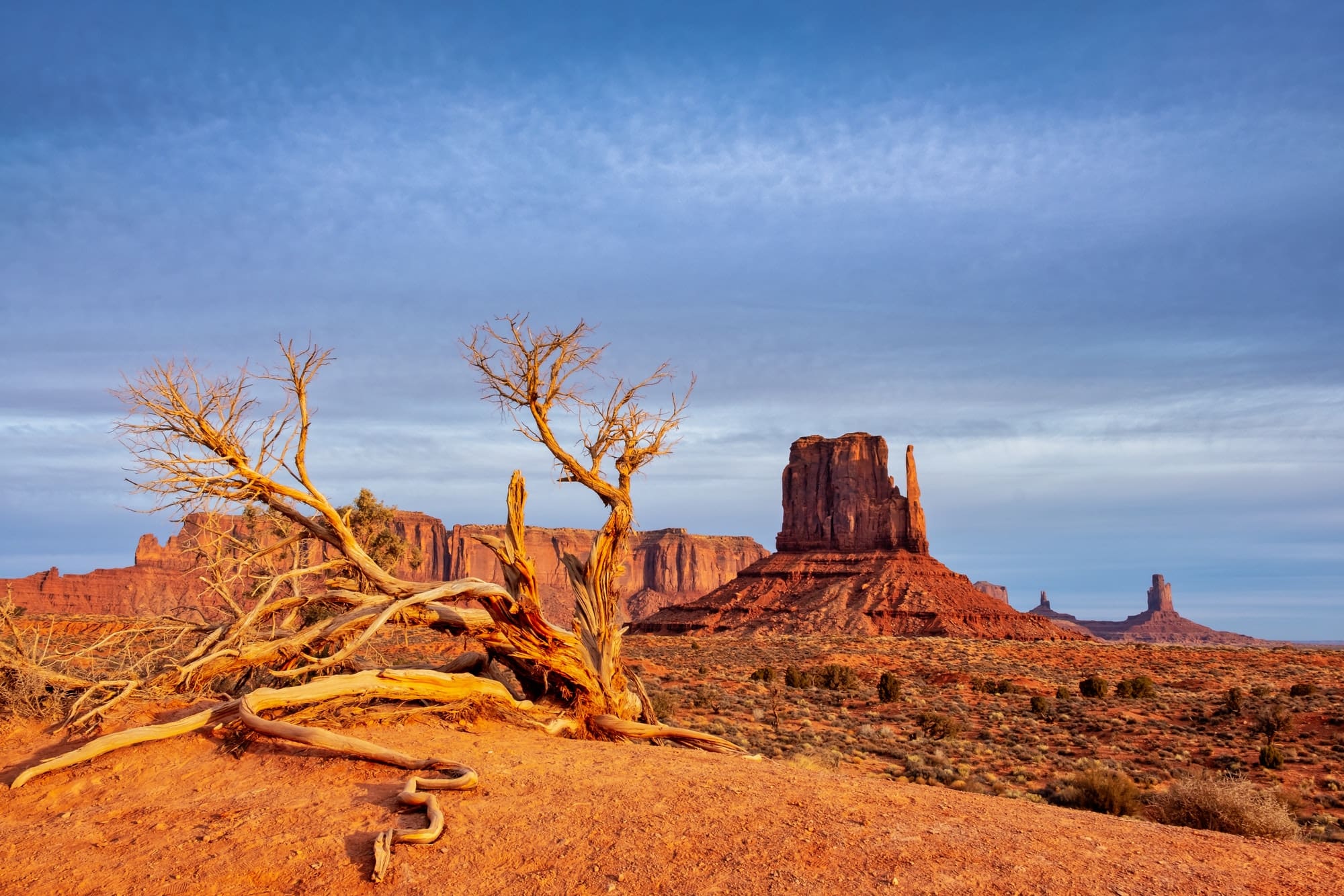 Monument valley landscape view with dry tree and dramatic sky, Arizona