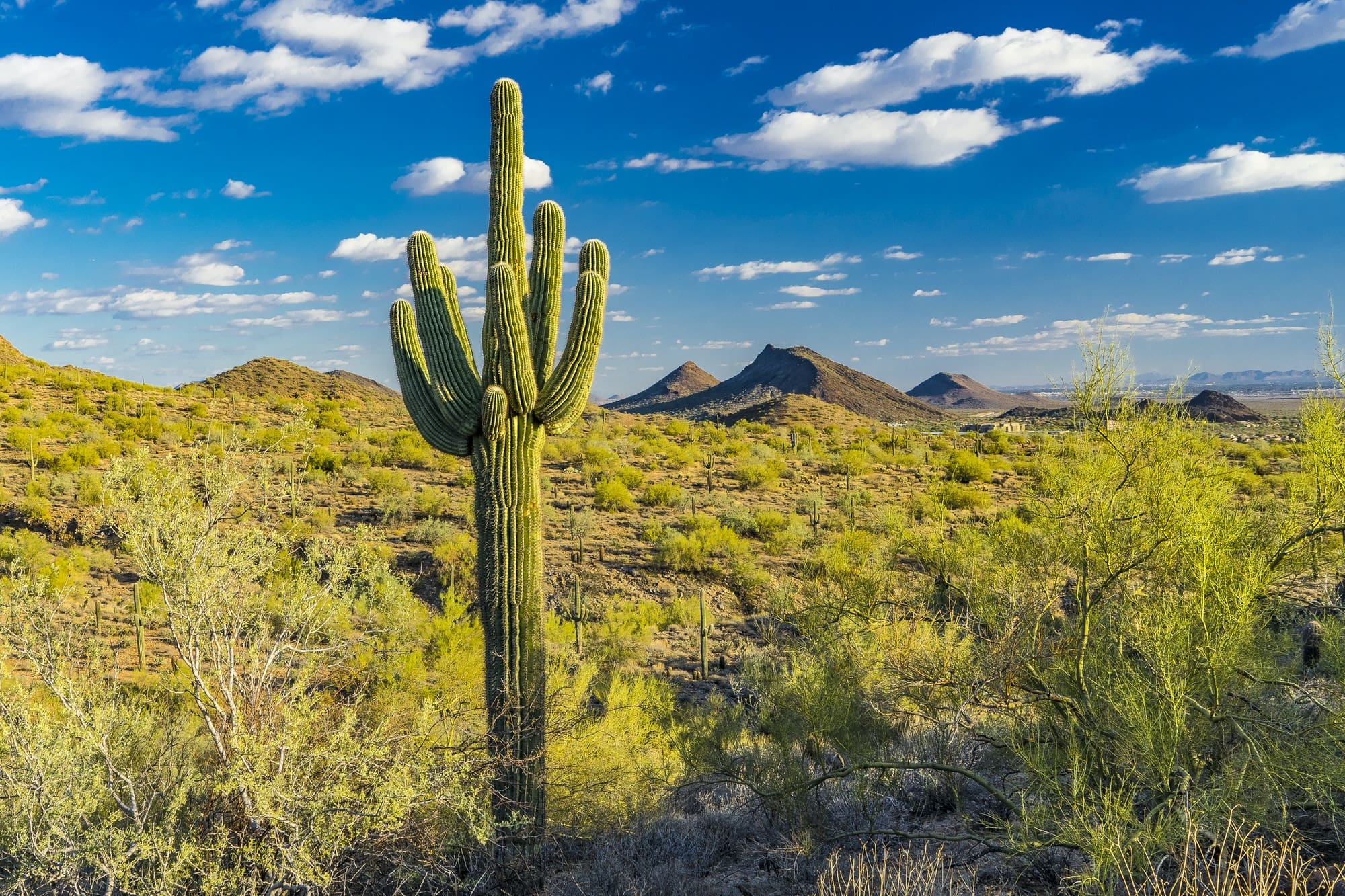 Scottsdale desert in Arizona, USA